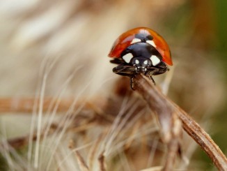 Ladybug