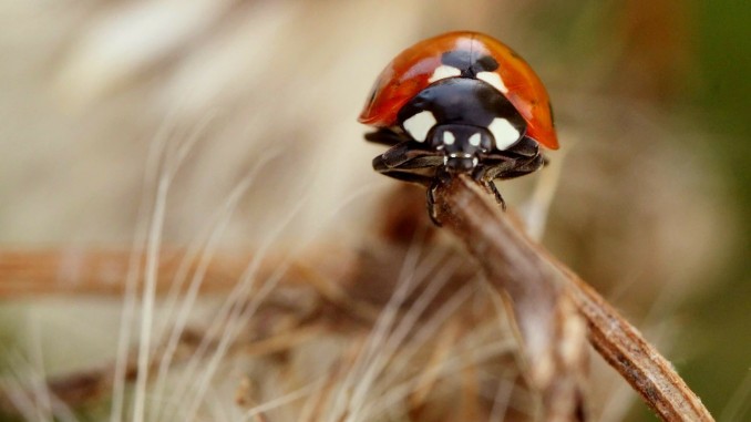 Ladybug