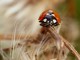 Ladybug